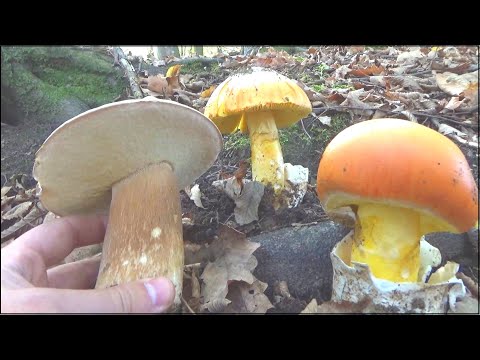 Berba Gljiva - Crni Vrganji Dominiraju - Blagve Na drugom Mjestu !