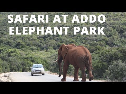 Safari At Addo Elephant Park, South Africa