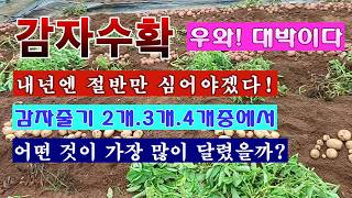 [텃밭농부 <b class="sch_word">2</b>,840]  감자수확. 대박이다! 내년에는 절반만 심어야. 줄기는 몇개가 수확량이 많을까? #감…