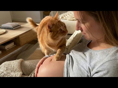 Sweet Cat Just Realized It's Owner Is Pregnant