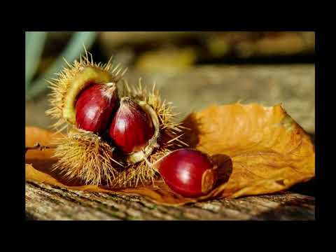 Kostanjček zaspanček