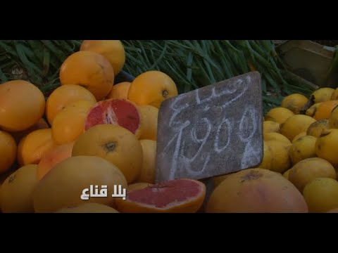 , title : 'bila kinaa | أشهر بائع زنباع في بنزرت..لمن لايعرف الزنباع وين يتباع..فوائد لاتحصى ولاتعد'