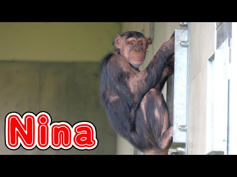 Wounded Angel Nina-chan　Asahiyama Zoo　Chimpanzee　202306