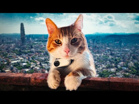 This CAT has a CAMERA and became a VLOGGER 😂