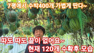 수박 7평에서 400개따기 충분 합니다 4번째 따는날~  수박재배방법,키우기.잘읶은수박 고르기 애플수박,흙수…