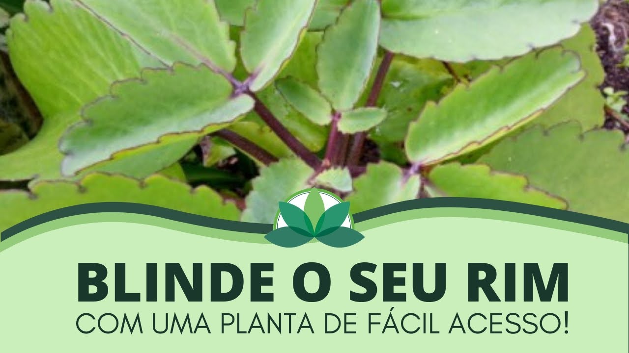 Uma suculenta incrível capaz de salvar seus rins