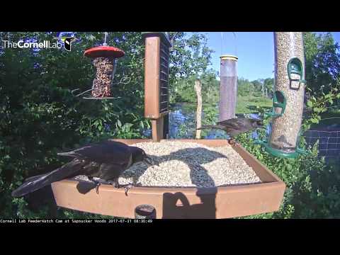 Common Grackle Feeds Juvenile Perched Atop Cam – July 31, 2017
