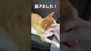 柴犬てんちゃん、自分の毛でクシュン！(笑)