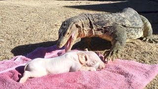 Lizard Eats a Pig Whole  (Extended)