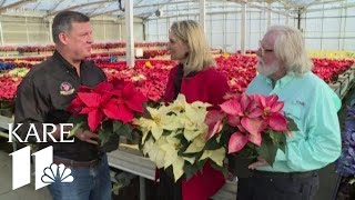 Grow with KARE: Colorful poinsettias