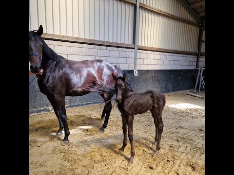 Rapphengstfohlen Tango von Total McLaren aus der Minerva