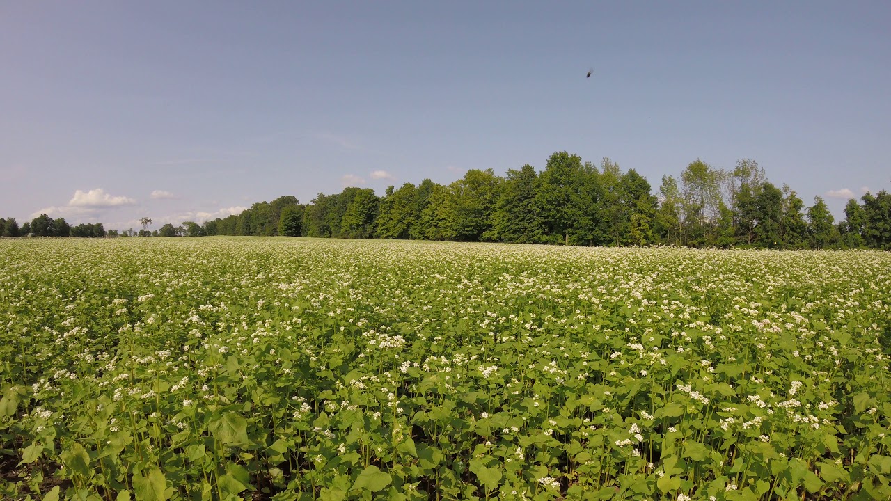 Field of White Flowers on a Picture Perfect Day