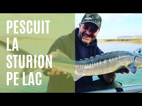 Sturgeon fishing on "Purcareni Lake"