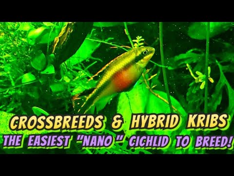 クリベンシス！の