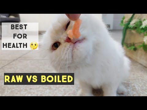 Raw vs Boiled Cat Food | Benefits of Raw meat for Cat | Raw Food is good For Cats | Persian Cat Food