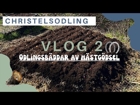 Vlogg nr 2 - Odlingsbäddar av hästgödsel