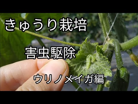 園芸 ケニアキュウリ、メツロン、キワノ、角キュウリ、角メロン