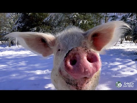 Jahresrückblick 2023: Wie schön es ist, zu leben! ❤🐑🐥🐖🐔🐕🐰🐢🐈🦃🐇🐓🐐🦆🐹🐗🦎❤