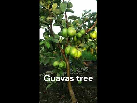 , title : 'Guava tree types of fruits benefits and harms #shorts'