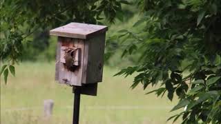 Nestboxes vs Birdhouses