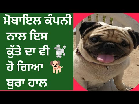 Dog show patiala sanour part 3