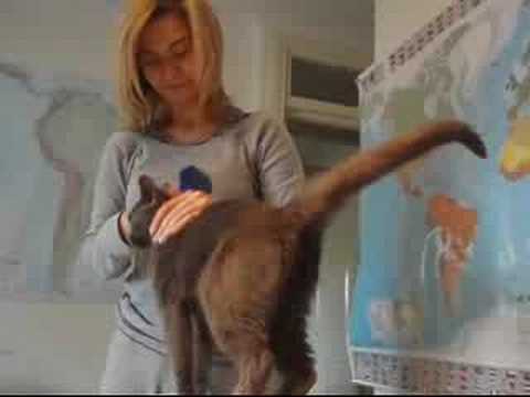 Russian Blue Cat loves grooming