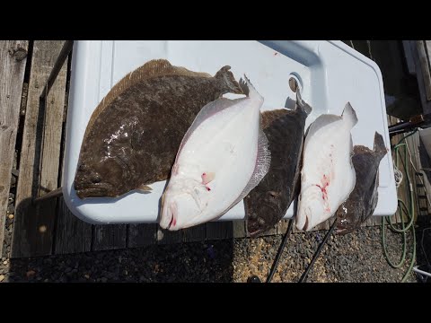 Skinny Water Fluke Fishing - From a Boat!