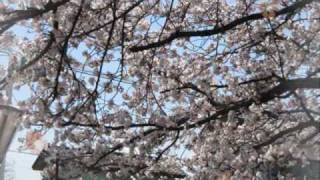 Kobukuro &quot; sakura &quot; (cover)