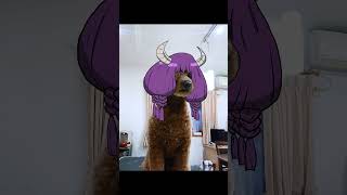 アウラみたいな髪型のイッヌ#葬送のフリーレン