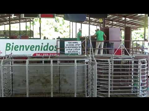 SUBASTA GANADERA DE BOQUERON  24/2/2026