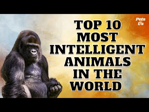 Top 10 Most Intelligent Animals In The World /1sZcrQAAWvw - PETS & US Top 10 Most Intelligent Animals In The World /1sZcrQAAWvw - PETS & US