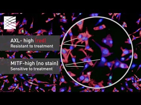 Benjamin Izar: Single-Cell RNA Seq and Melanoma.