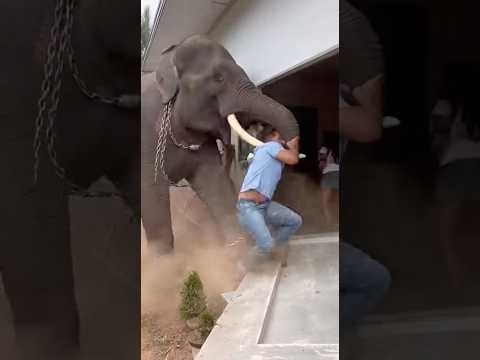 ดีนะหลุดไปได้‼️นาทีช้างเหวี่ยงชนบ้านยับ🫣😮 #viral #elephant #animallife #shortvideo #animals