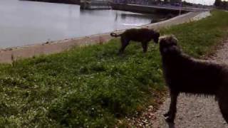preview picture of video 'Hondjes spelen op de dijk'