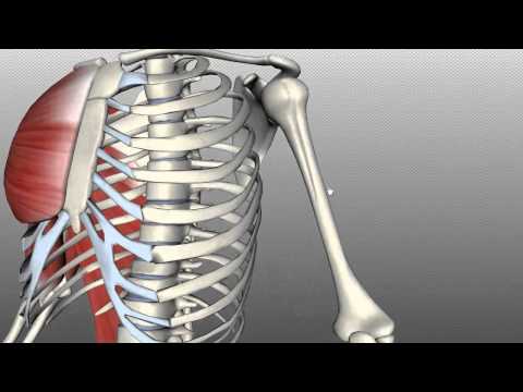 Features of the Humerus - Anatomy Tutorial