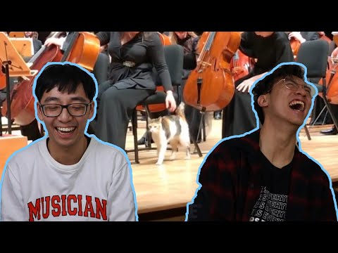 THIS CAT STOLE THE SHOW AT AN ORCHESTRA CONCERT