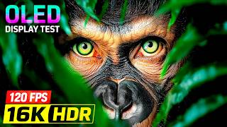TRUE COLORS Wild Animals & Nature Video 16K Dolby Vision OLED QLED HDR Test 8K, 4K Video Ultra HD