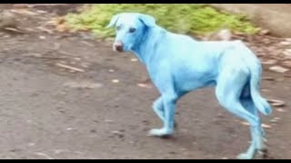 Dem Leadership Cuddles Up To Loser Conservative 'Blue Dog' Dems