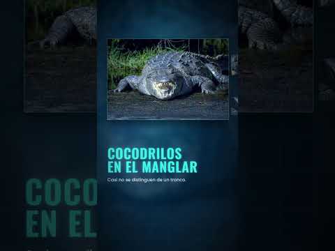 Los ÚLTIMOS monos salvajes de El Salvador 🐒🐊 Bahía de Jiquilisco