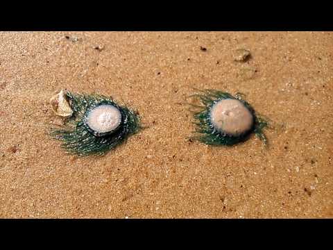 Океан и пляж 20 апреля 2017 года