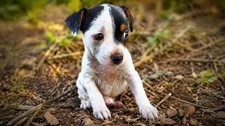 We Rescued a Cute Tiny Puppy