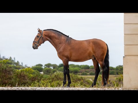 **SOLD** Piro-Free Lusitano Gelding with Talent and Charm (REF#1014)