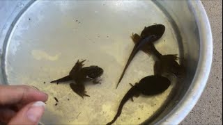 Tadpoles turning into frogs Stages How to catch them Wisconsin Bullfrog Pets Nature Pond