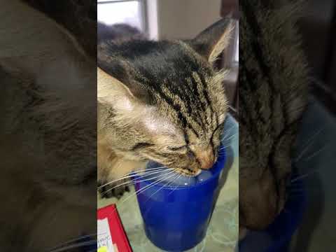 Cute Cat *drinks ice cold water*
