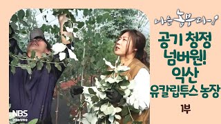[나는농부다 250회 1부] 실내 공기 청정 넘버 원! 명신 씨네 유칼립투스 농장