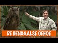 De Bengaalse OEHOE?! | DierenpraatTV