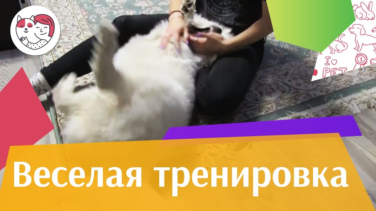 Собака пузяка тренируется на ilikepet