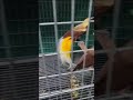 Lesser Bird of Paradise…
