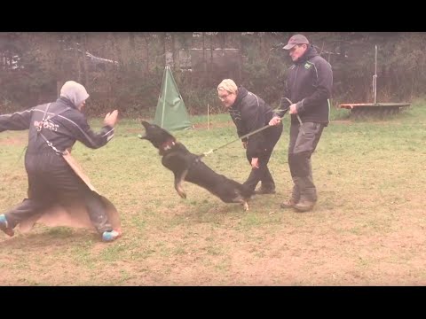 Daika vom Schützenbruch - protection 2/2016