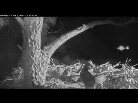 Pair of Great Horned Owls check out the Savannah nest   (Cam 1)  09 11    Video 2019 11 28 082659